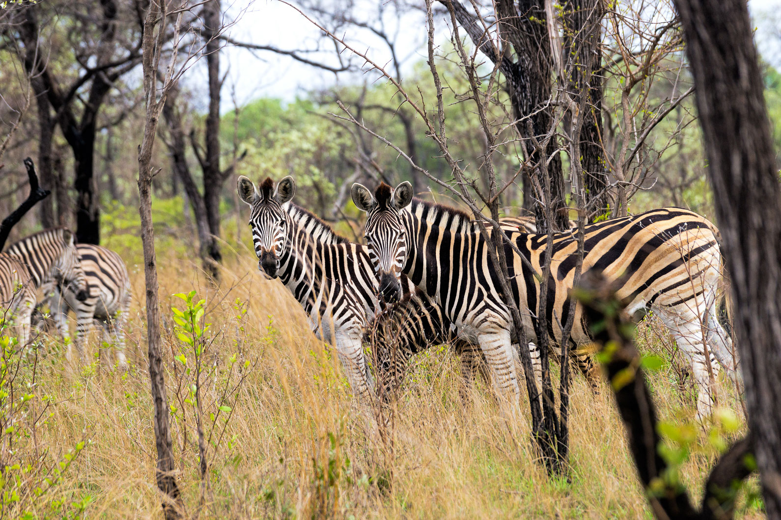 20161113 074508 Zebras
